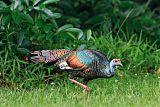 Ocellated Turkey